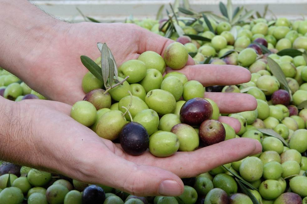 Los aranceles de Trump hunden las ventas de aceitunas negras a EE UU