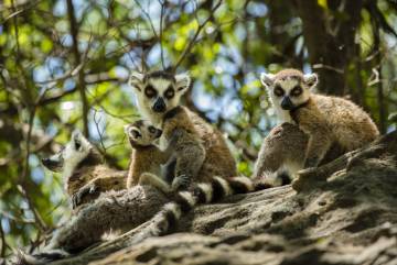 Madagascar