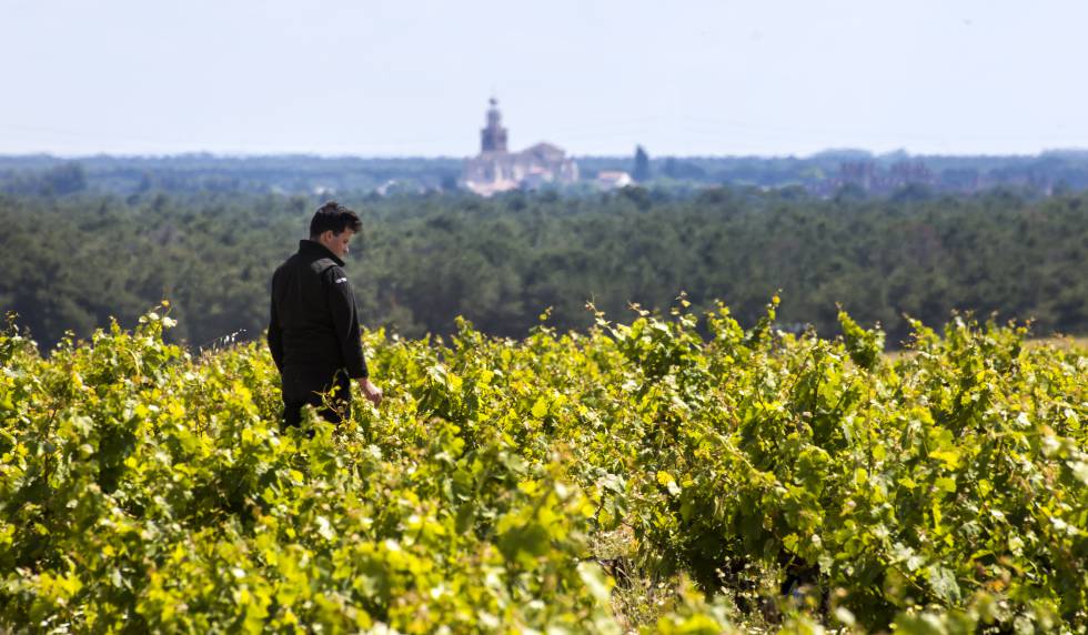 Viñedos Ossian