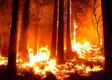 Conoce si hay incendios forestales activos cerca con la ayuda del móvil