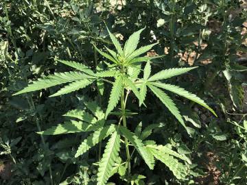 cannabis analgesia