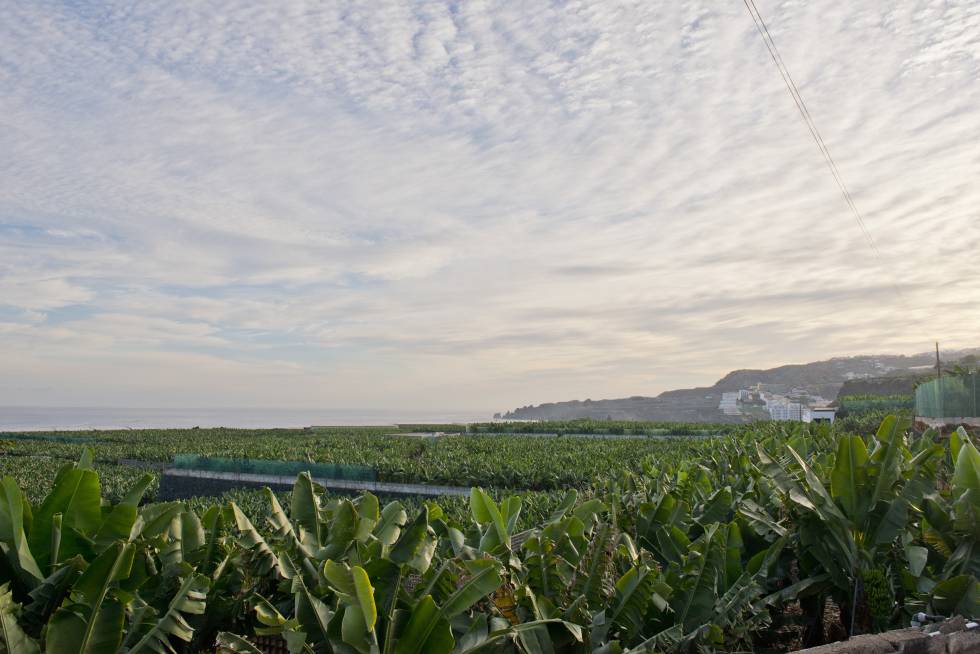 Plantación de plátanos en Canarias