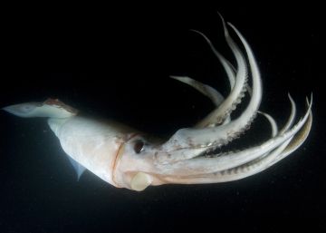 Un ejemplar de calamar Humboldt, fotografiado de noche.