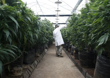 La compañía del hijo de Bob Marley compra una empresa española de cannabis La compañía del hijo de Bob Marley compra una empresa española de cannabis