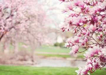 Dale la bienvenida a la primavera con estos fondos 4K para tu móvil