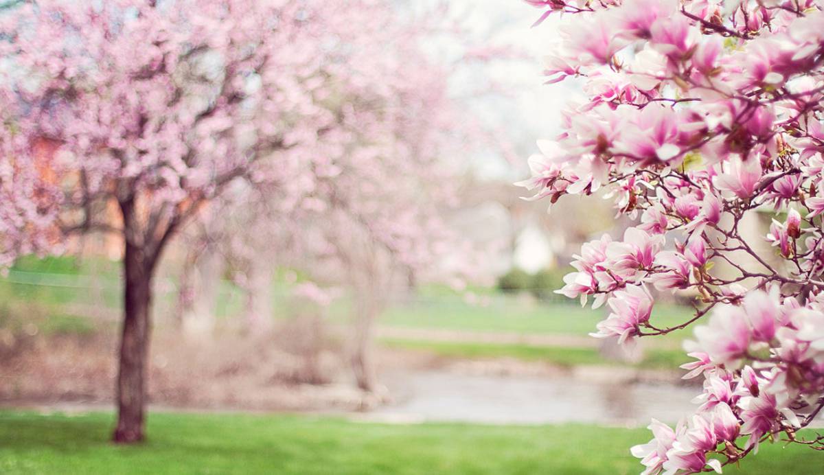 Dale la bienvenida a la primavera con estos fondos 4K para tu móvil