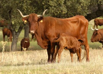 La alimentación que nutre el cambio climático La alimentación que nutre el cambio climático