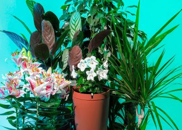 Semana Santa: esta maceta inteligente riega las plantas por ti mientras viajas