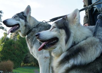 Thor y Odín interpretaron a los cachorros de lobo huargo Verano y Viento Gris.