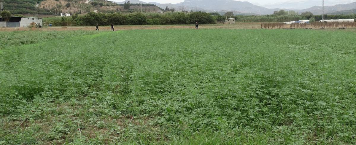 Canopy pagará 3.000 millones a los accionistas de Acreage cuando la marihuana sea legal en todo EE.UU.