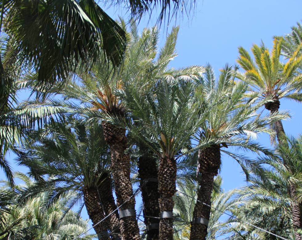 Elche, el palmeral milenario y la dama ausente