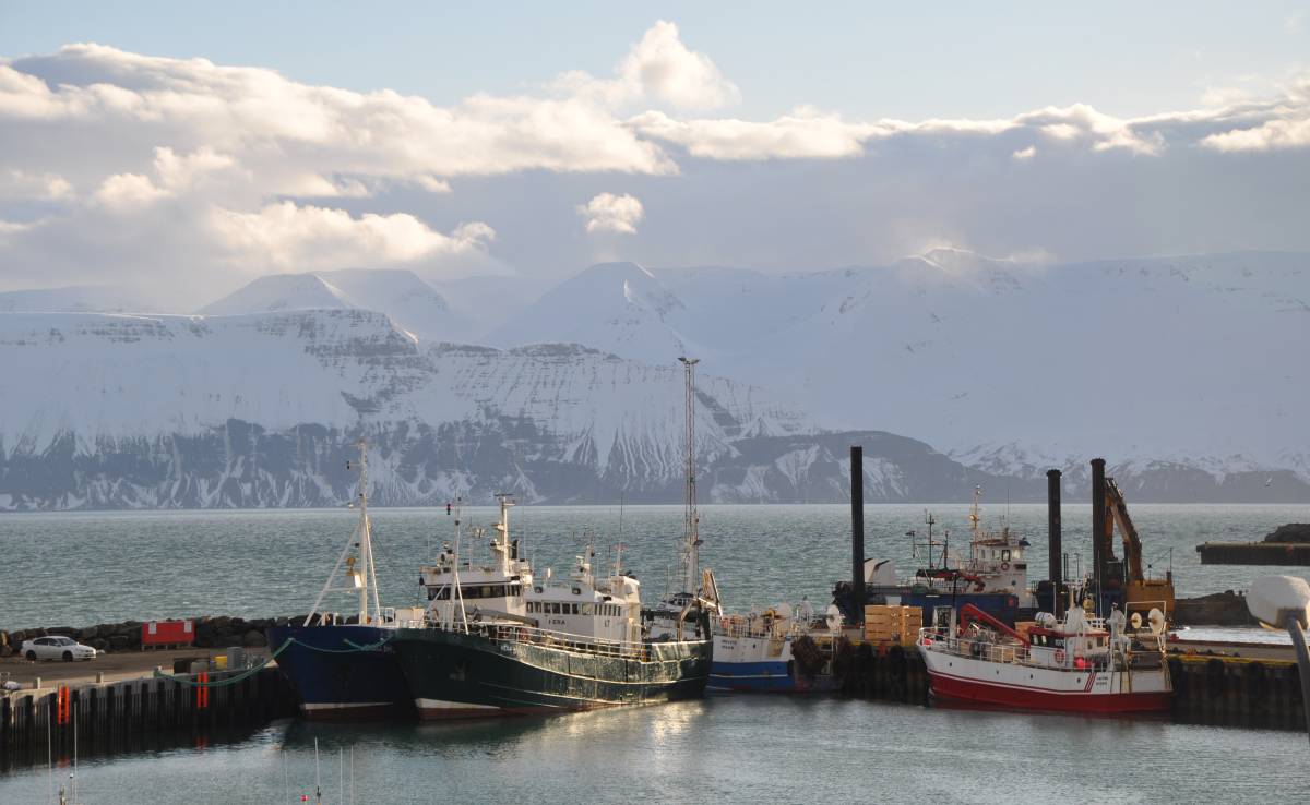 Húsavik, ¡ballena a la vista!