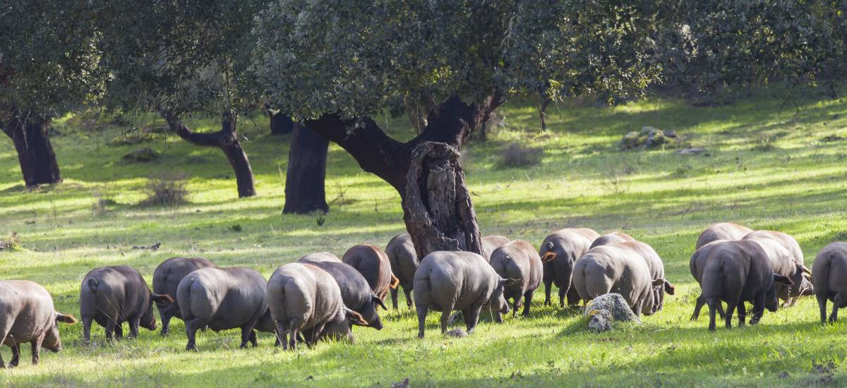 El mundo abre las puertas a la carne española