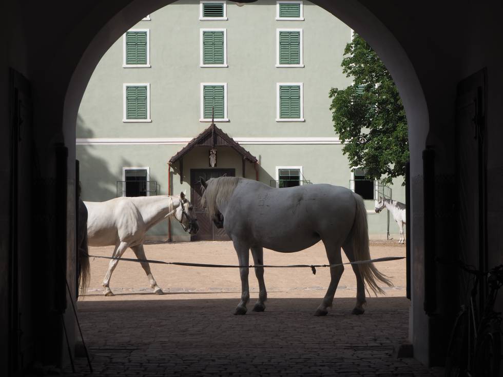 Pardubice, la capital que suspira por sus caballos