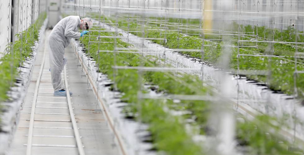 Los grandes fondos se desenganchan de las inversiones en cannabis