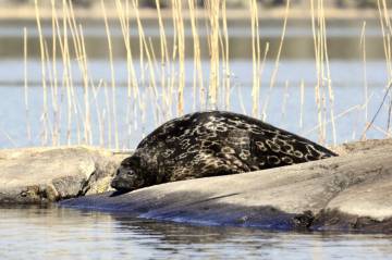 Imagen de una foca anillada en el parque de Linnansaari.