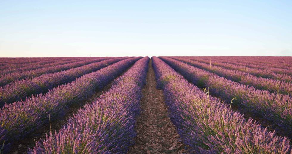 Lavanda