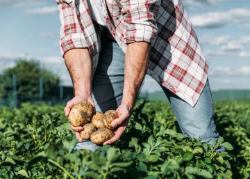 Trabajo está dando de alta de oficio en autónomos a agricultores puntuales