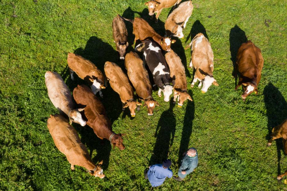 Central de Carnes Premium
