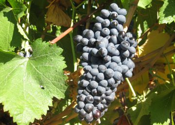 Prieto picudo y albarín, las uvas de moda