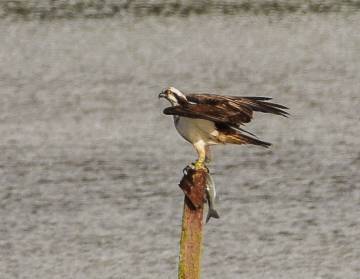 águila pescadora