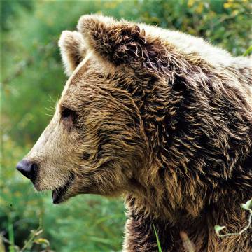 Oso pardo