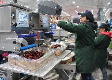 Riesgos laborales: la compañía está obligada a prever las imprudencias del trabajador