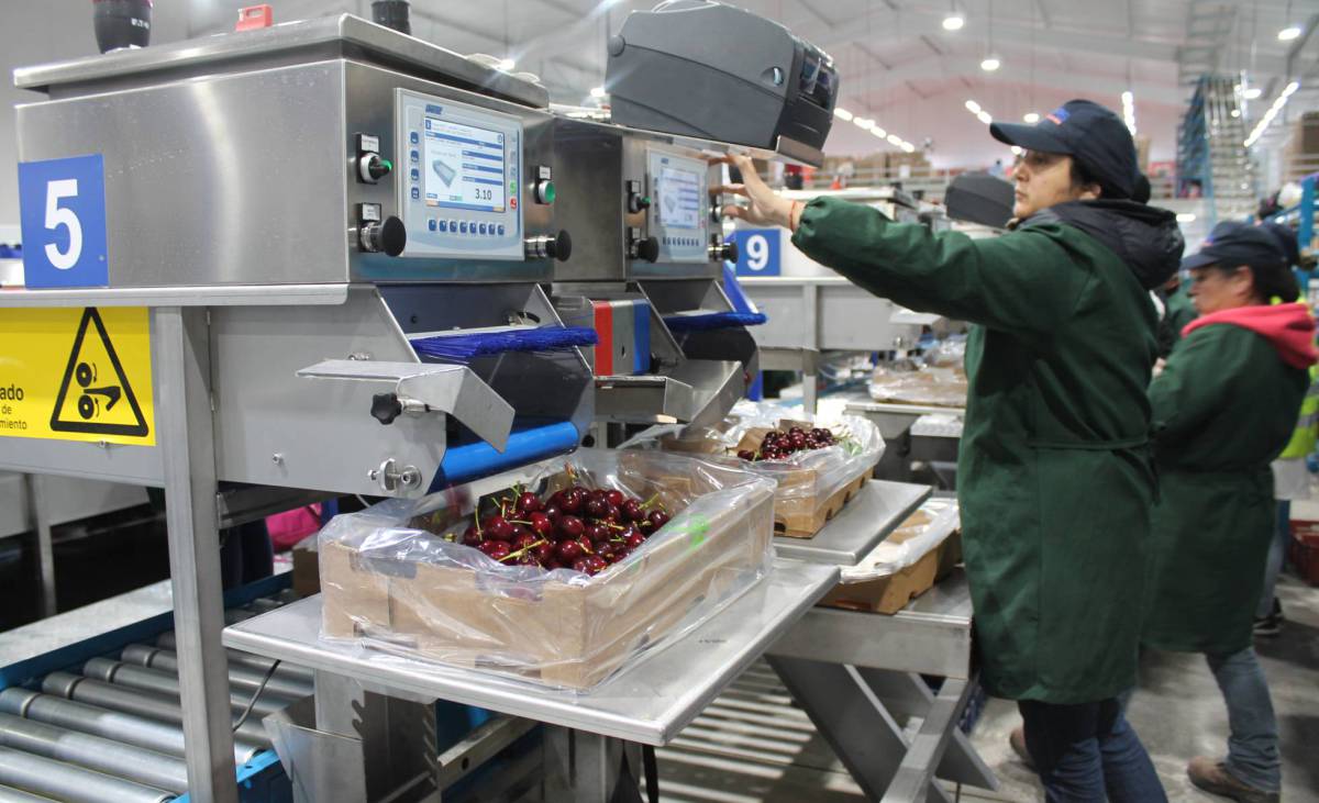 Riesgos laborales: la compañía está obligada a prever las imprudencias del trabajador