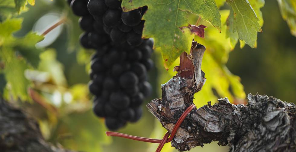 Campo Viejo, viticultura integrada en el medio ambiente
