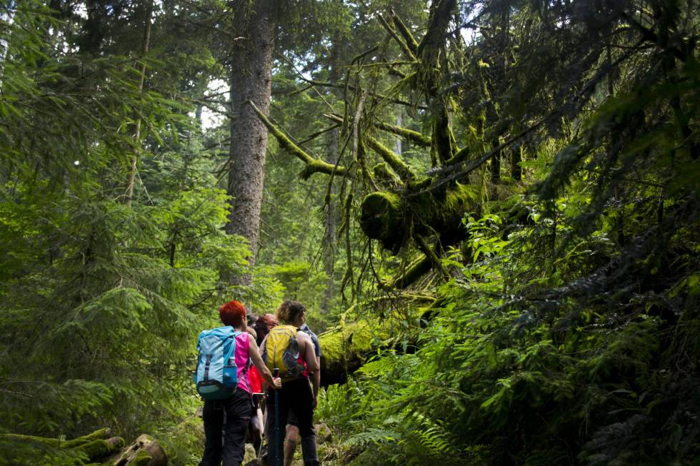 Selva Negra (Alemania)