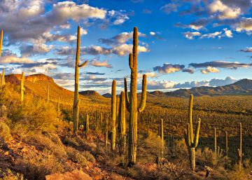 Desierto de Sonora, entre Baja California y Arizona.