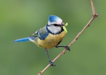 Cuidar de la biodiversidad para proteger nuestra salud Cuidar de la biodiversidad para proteger nuestra salud