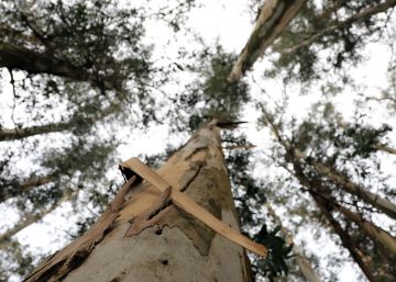 El sector forestal y la celulosa, un valor para impulsar el mundo rural El sector forestal y la celulosa, un valor para impulsar el mundo rural