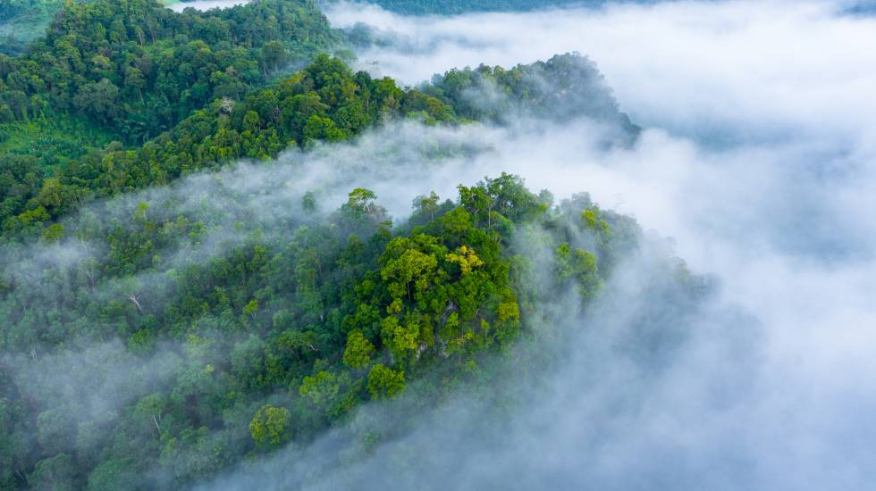 Acuerdo Velux WWF bosques