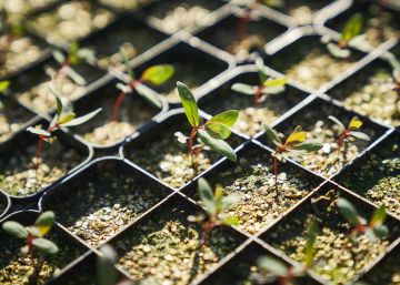 Sostenibilidad medioambiental y social, clave competitiva para Ence Sostenibilidad medioambiental y social, clave competitiva para Ence