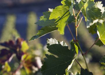 Baron de Ley lanza una opa para salir de Bolsa Baron de Ley lanza una opa para salir de Bolsa
