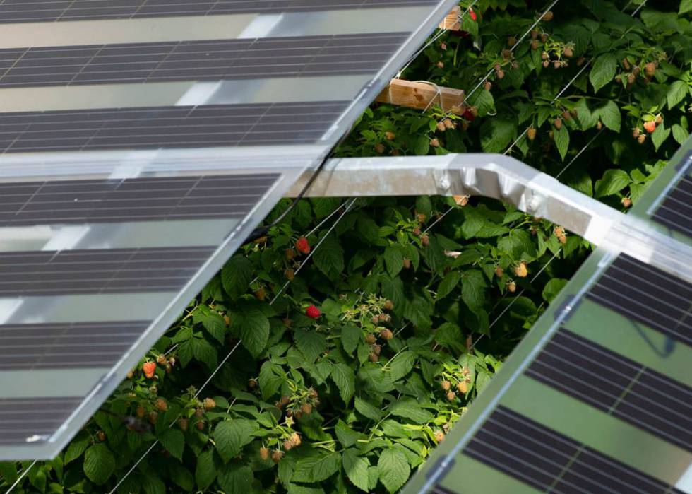 Agrovoltaica