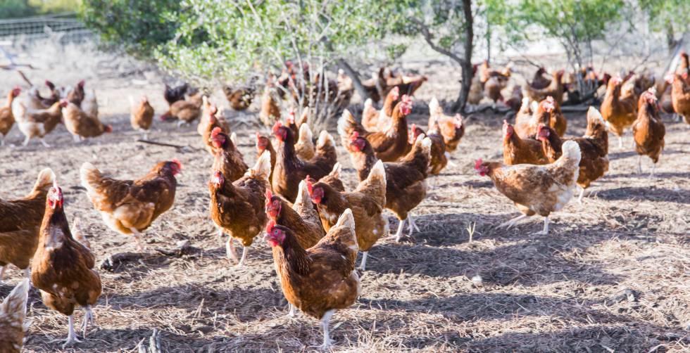 Gallinas rubias criadas en suelo.