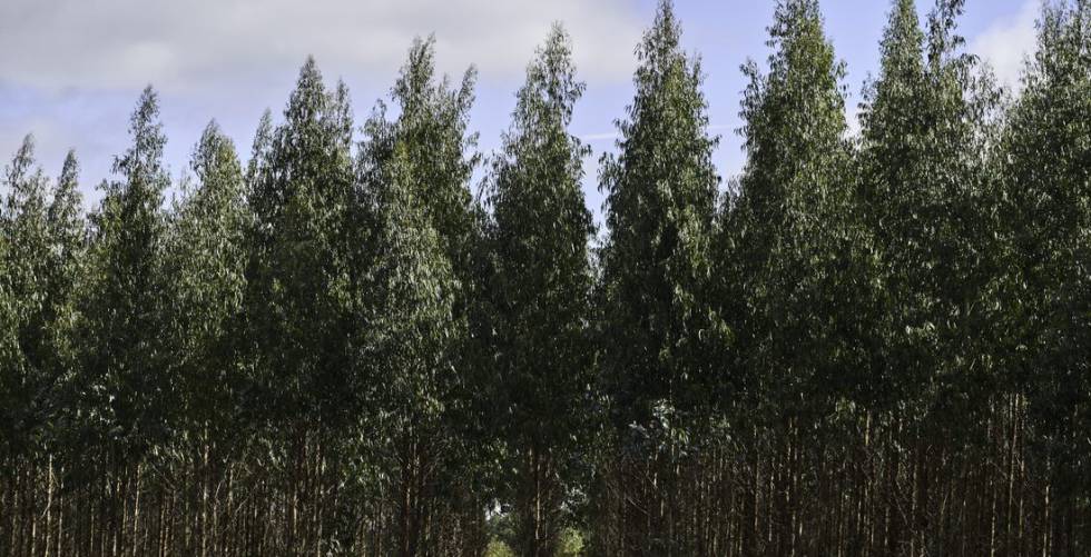 Biomasa como fuente de energía renovable, compromiso ambiental y con el medio rural