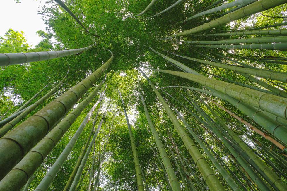 Los vehículos de inversión asesorados copan los mejores fondos flexibles