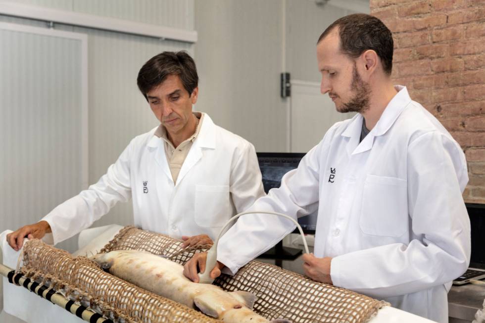 Inspección con ecografía de las huevas.