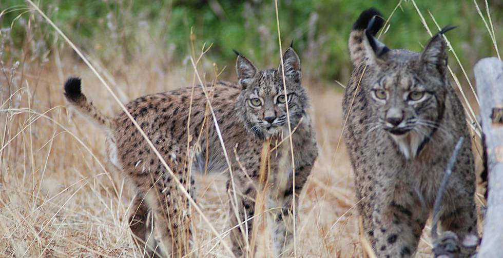 El lince ibérico vuelve a dejar su huella en el monte mediterráneo