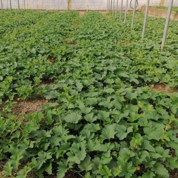 Melón abono algas