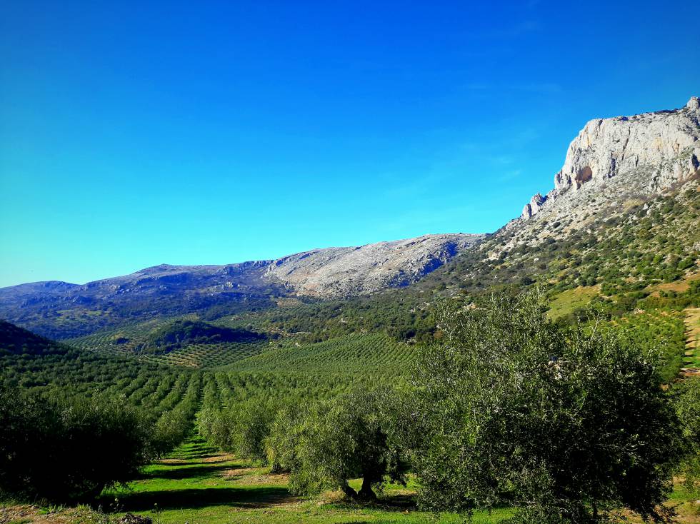Olivares Córdoba