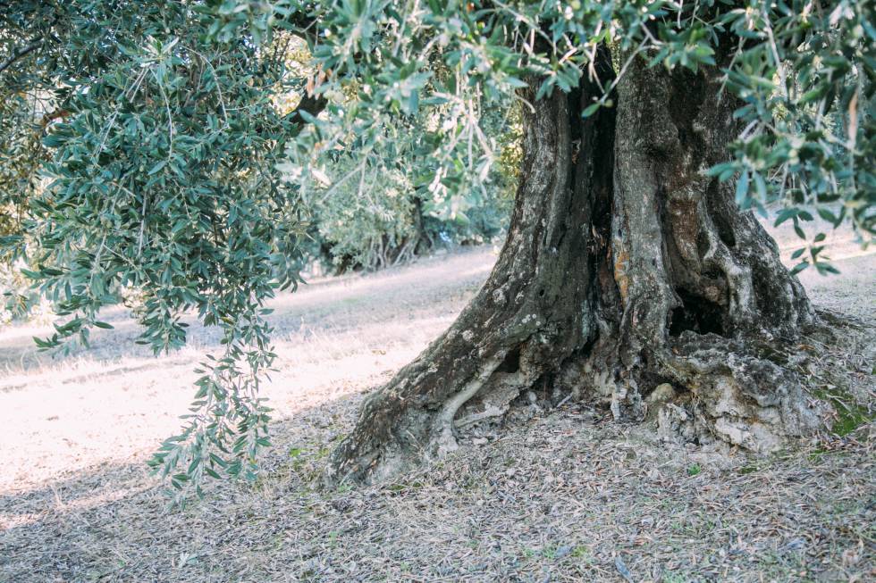 Olivos Sierra Subbética