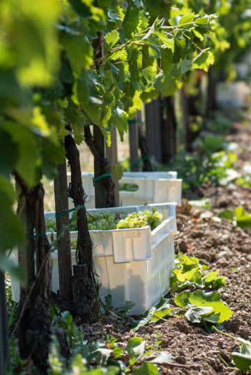Vega Sicilia abre camino en Hungría al vino blanco seco