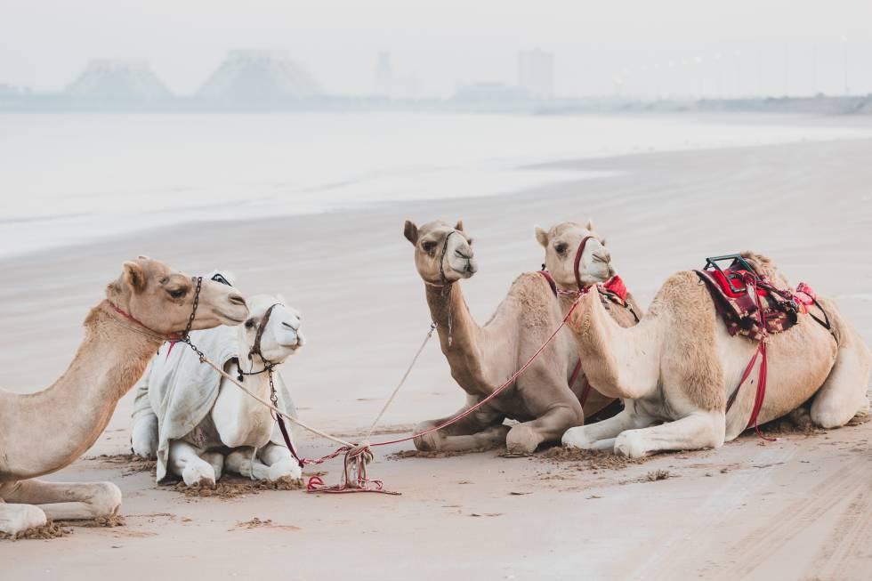 Camellos Ras al-Jaima