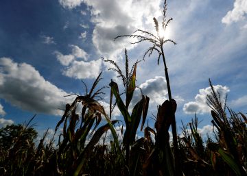 Metales y productos agrícolas se suman a la escalada de la energía Metales y productos agrícolas se suman a la escalada de la energía