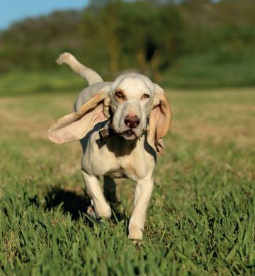 World Dog Show
