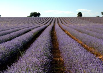 El negocio de la lavanda, en peligro El negocio de la lavanda, en peligro